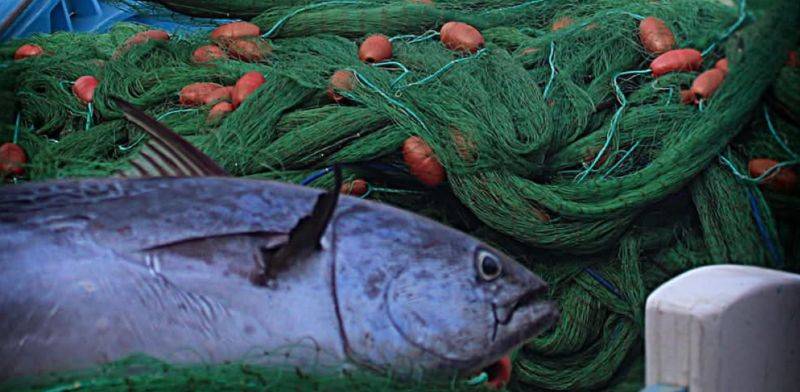 Freshly caught fish